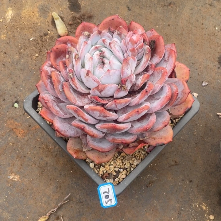 705橙子 一物一拍多肉