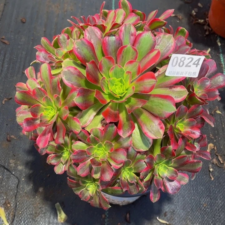 安娜锦0824444444444