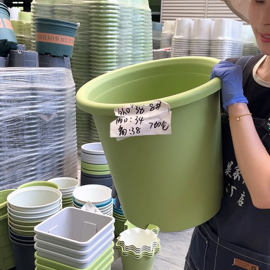 四季盆8#果绿色5个无托