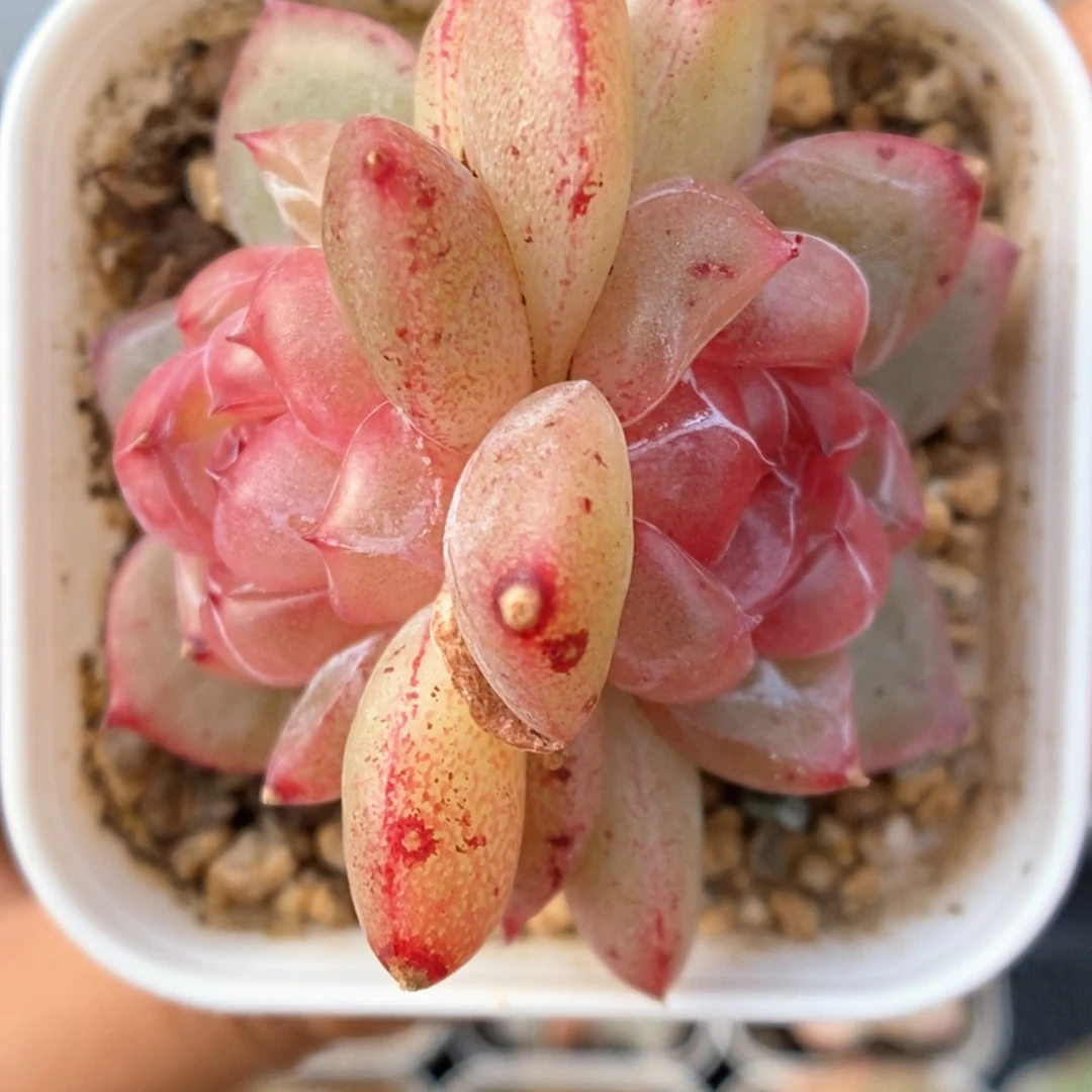 双头宝石心珍妮可拍9475号