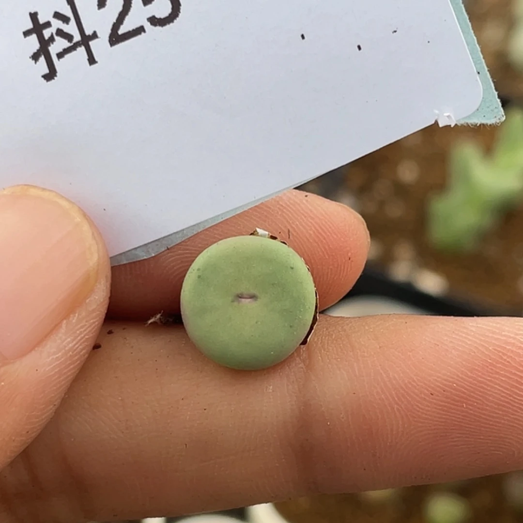 25-82肉锥p嘴多肉植物