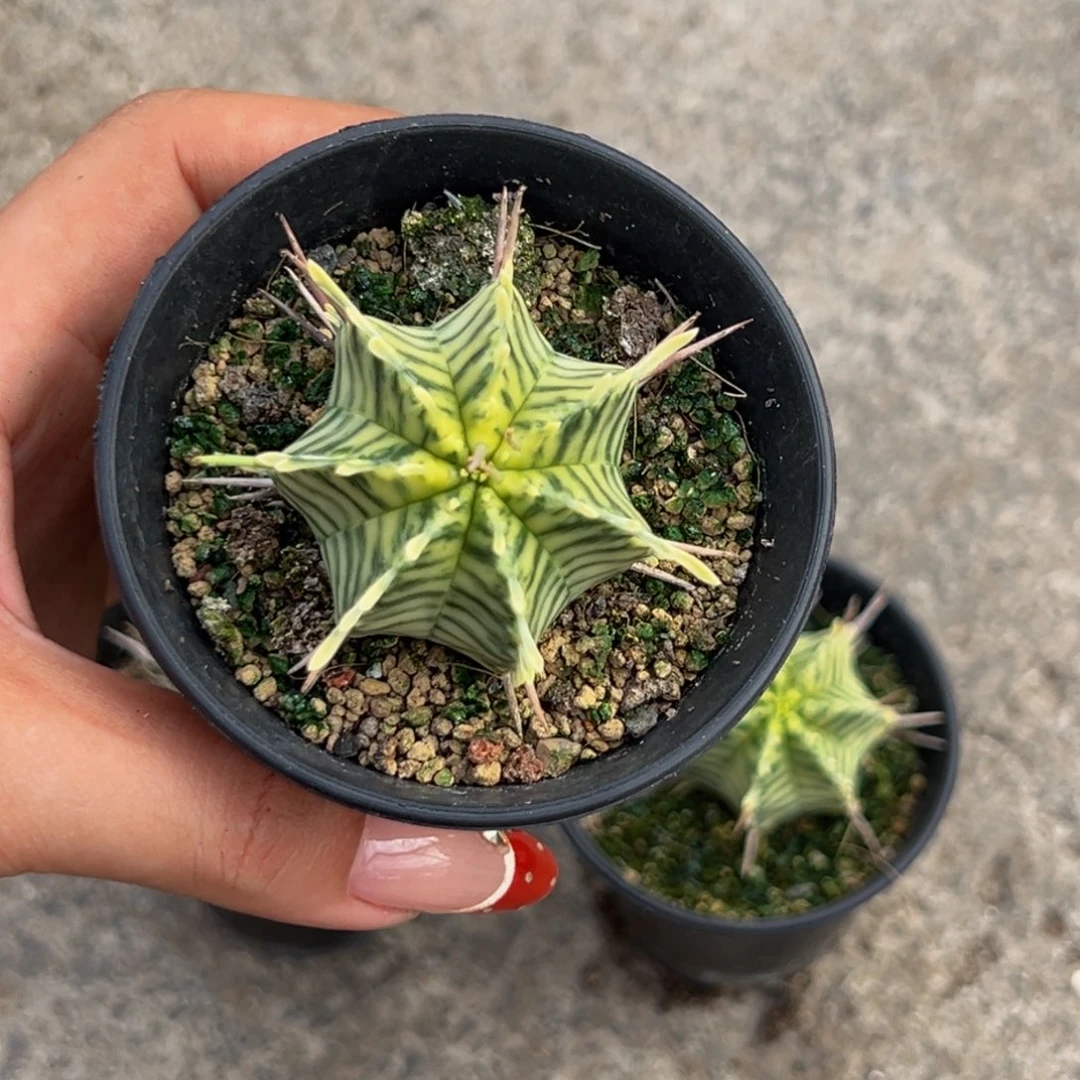 兰**雅m兰香专拍斑马锦带盆