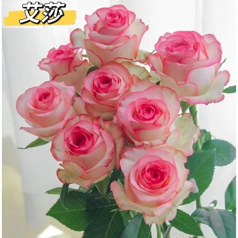 【高端花材】艾莎单头玫瑰  云南基地鲜切花现采现发