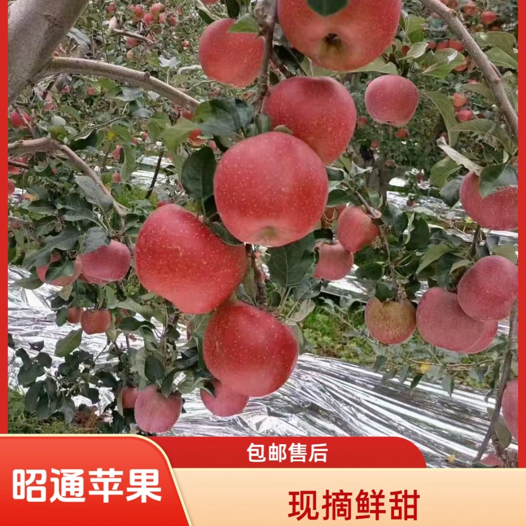 正宗云南昭通2001丑苹果现摘现发带一点点果酸味5斤9斤包邮包售后