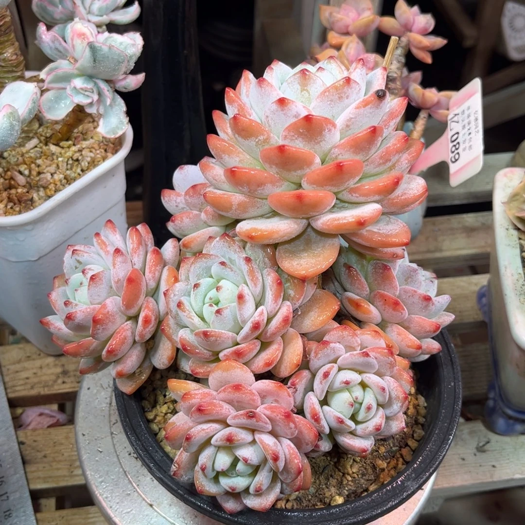 冷香多肉植物funvnvn