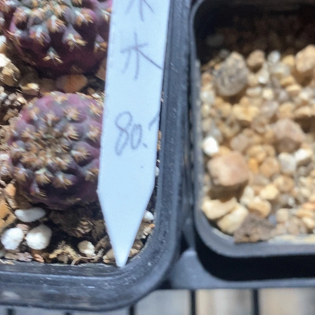 木***木曼丽单头1颗花花花花