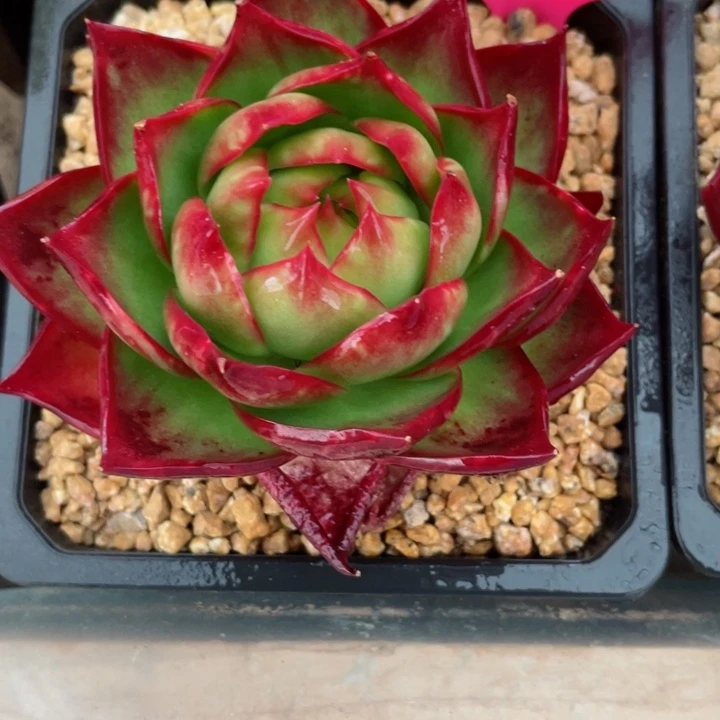 惊鸿仙子多肉植物6823