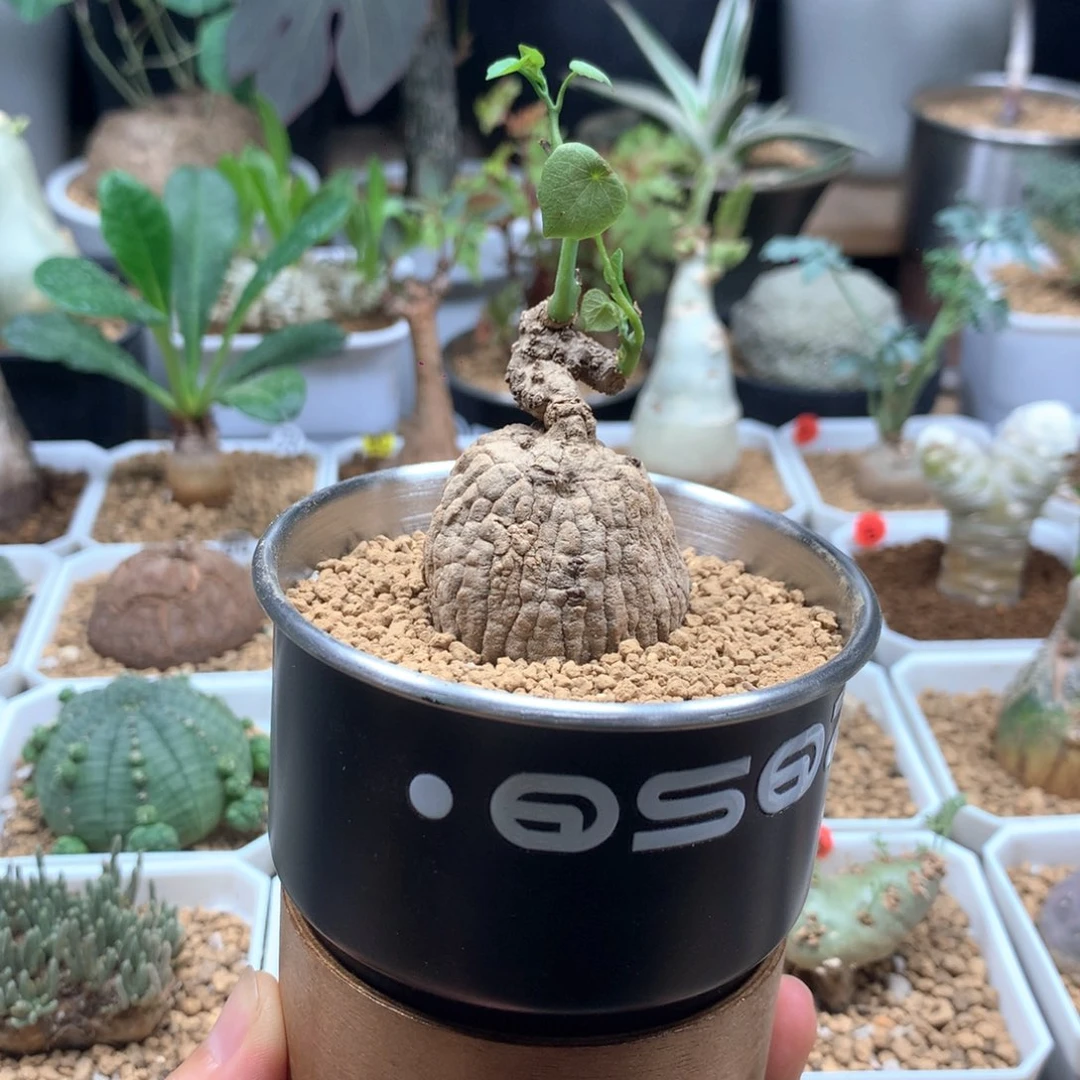 刚***哥龙甲龟带盆多肉。。