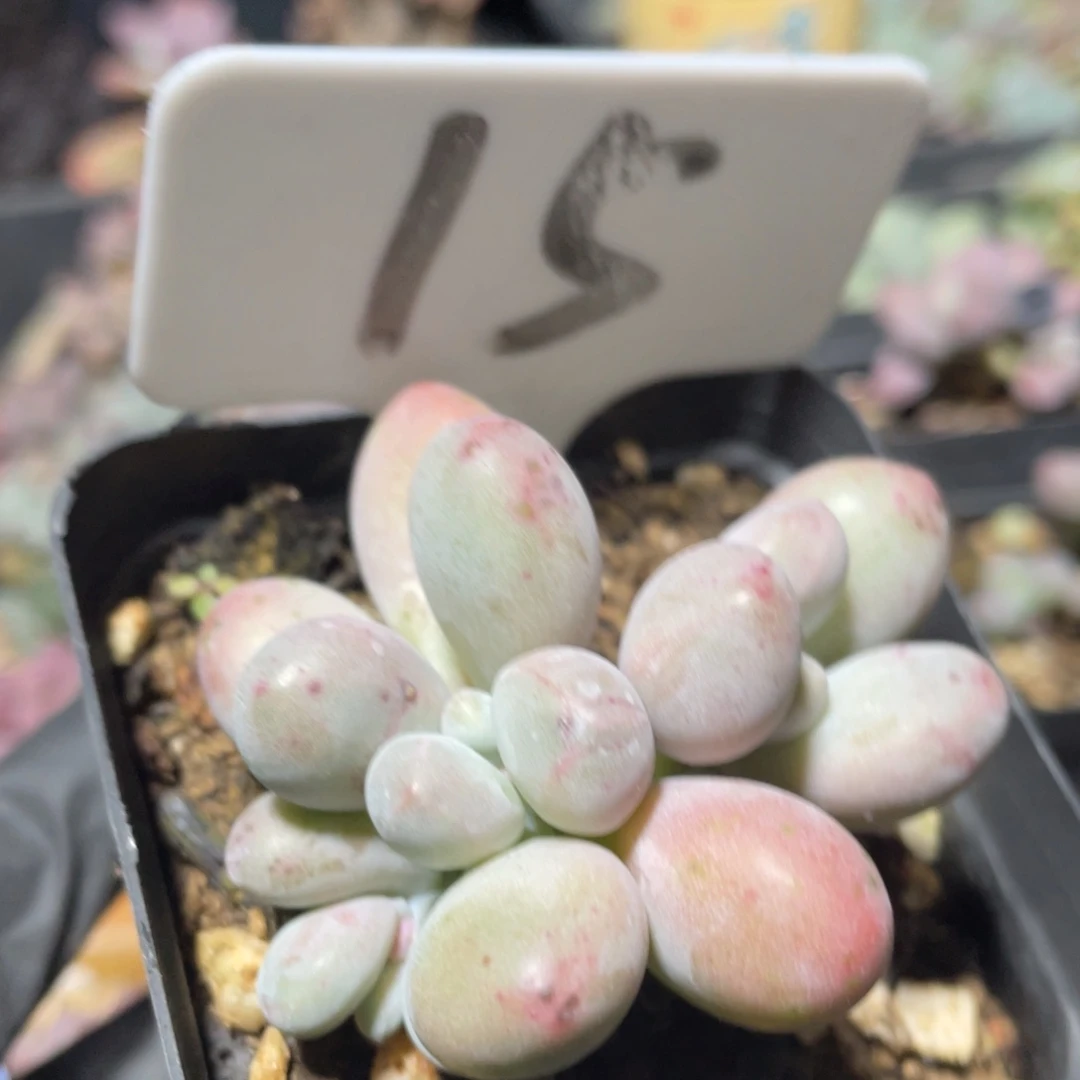 奶酪杂交多肉植物