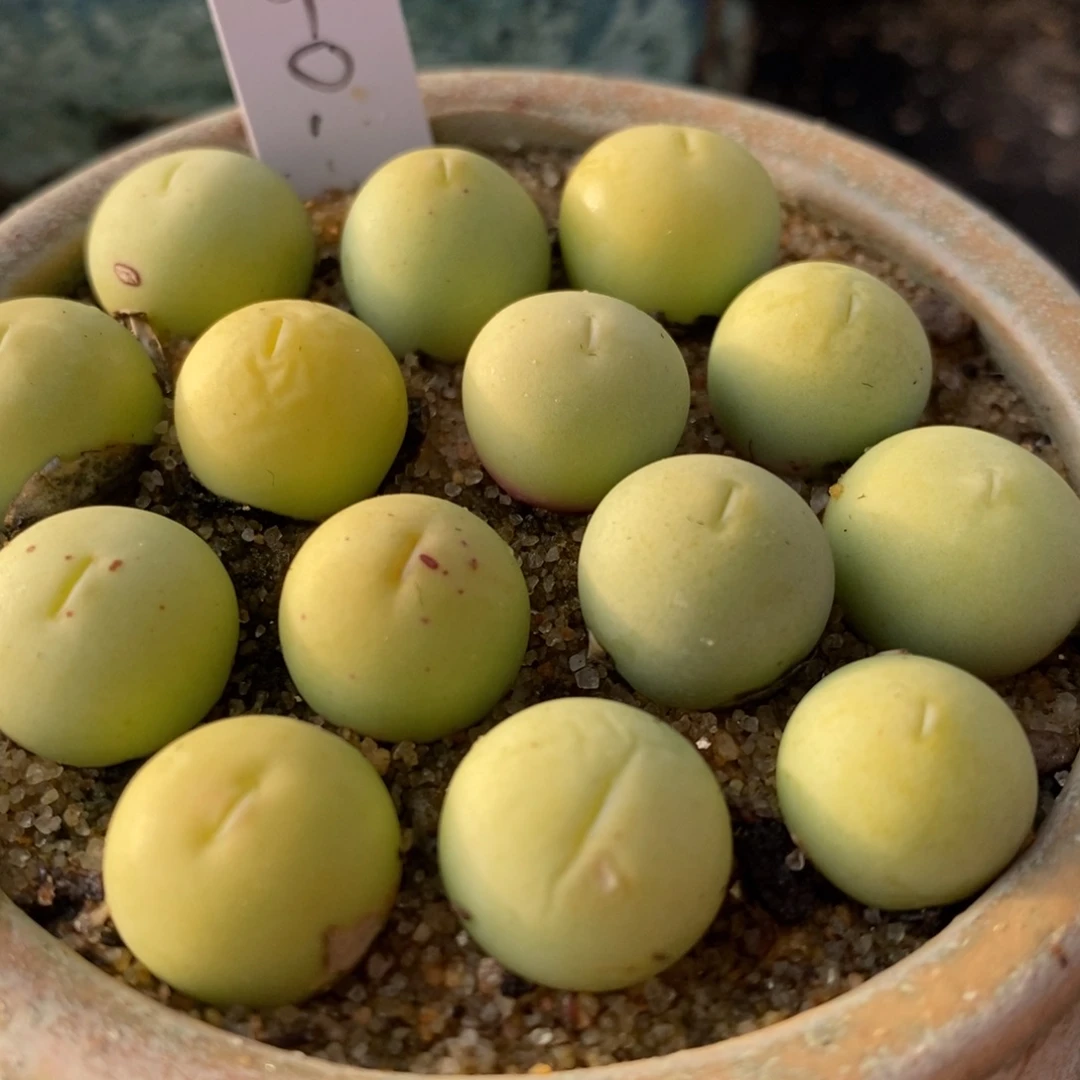 鸽子蛋1颗1厘米左右