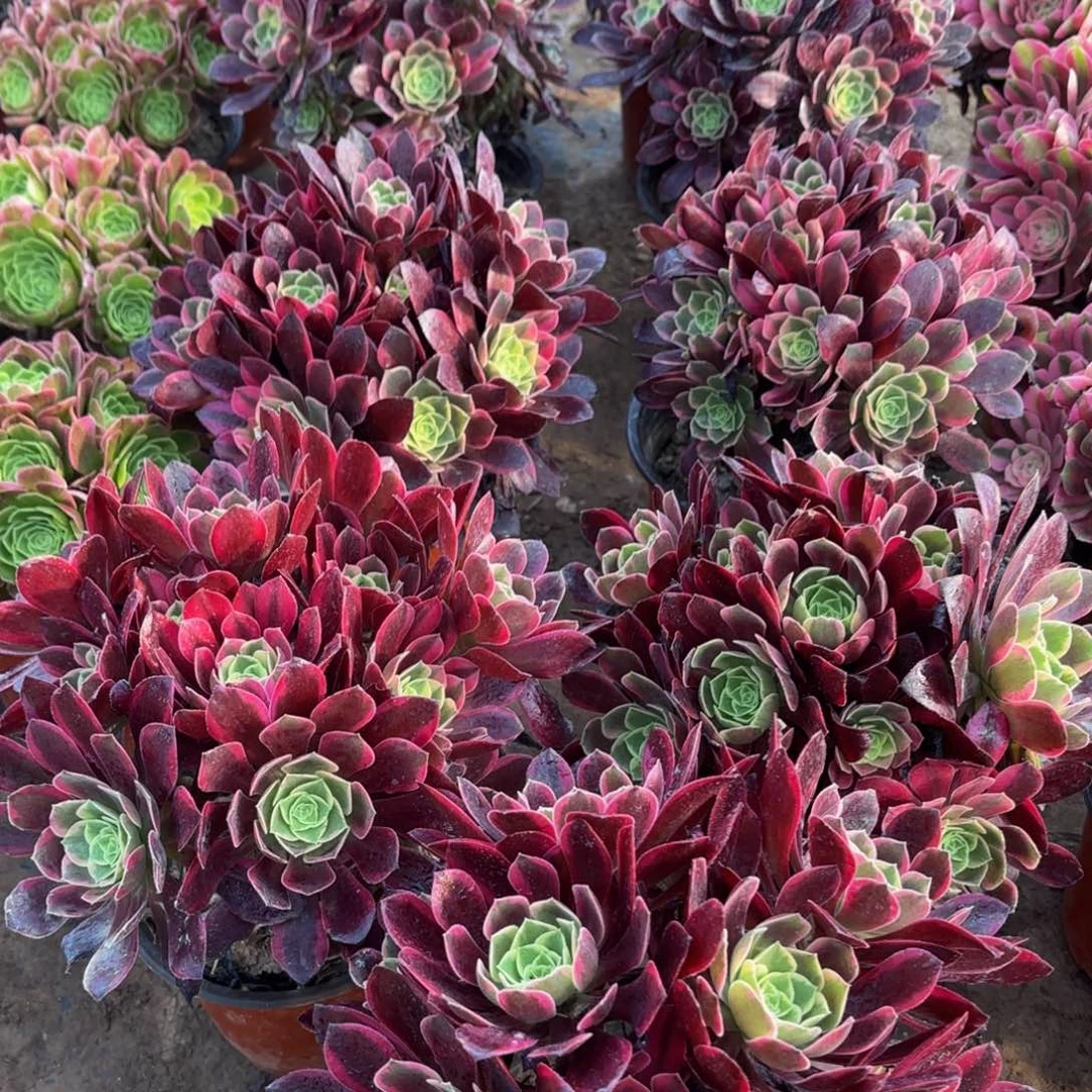 金丝雀绣球9.9多肉植物