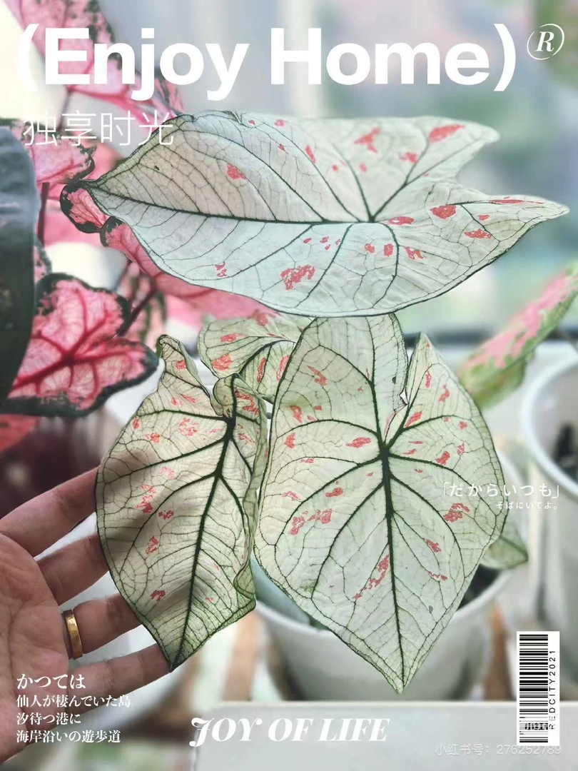 花都优选 彩叶芋（草莓之星）