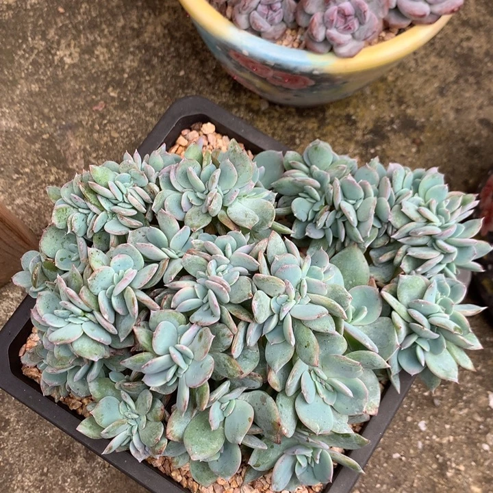 多肉植物白凤缀化