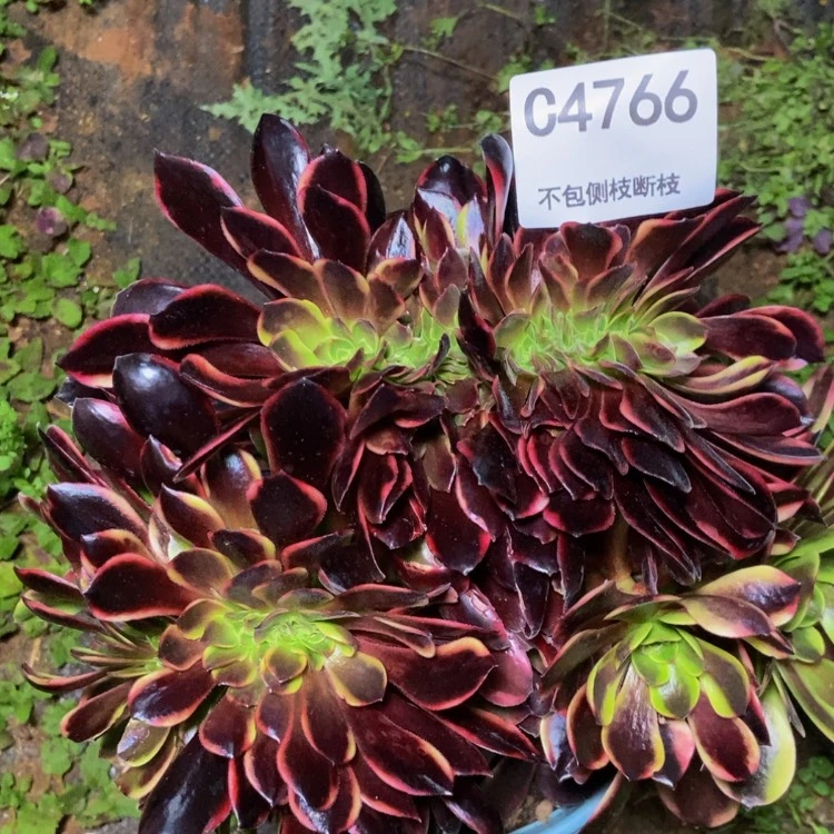 【闪购商品】4766欧嘉莉多肉