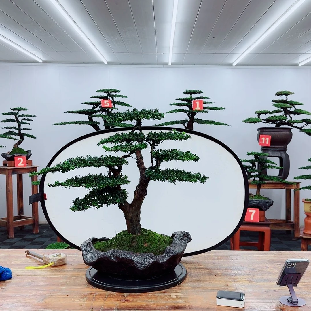 无花朵用****100000000