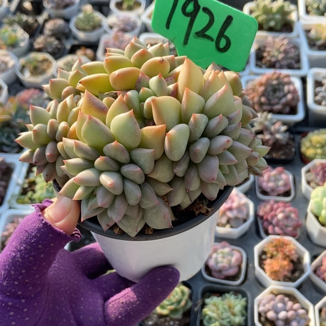 1926黄金象牙多肉植物