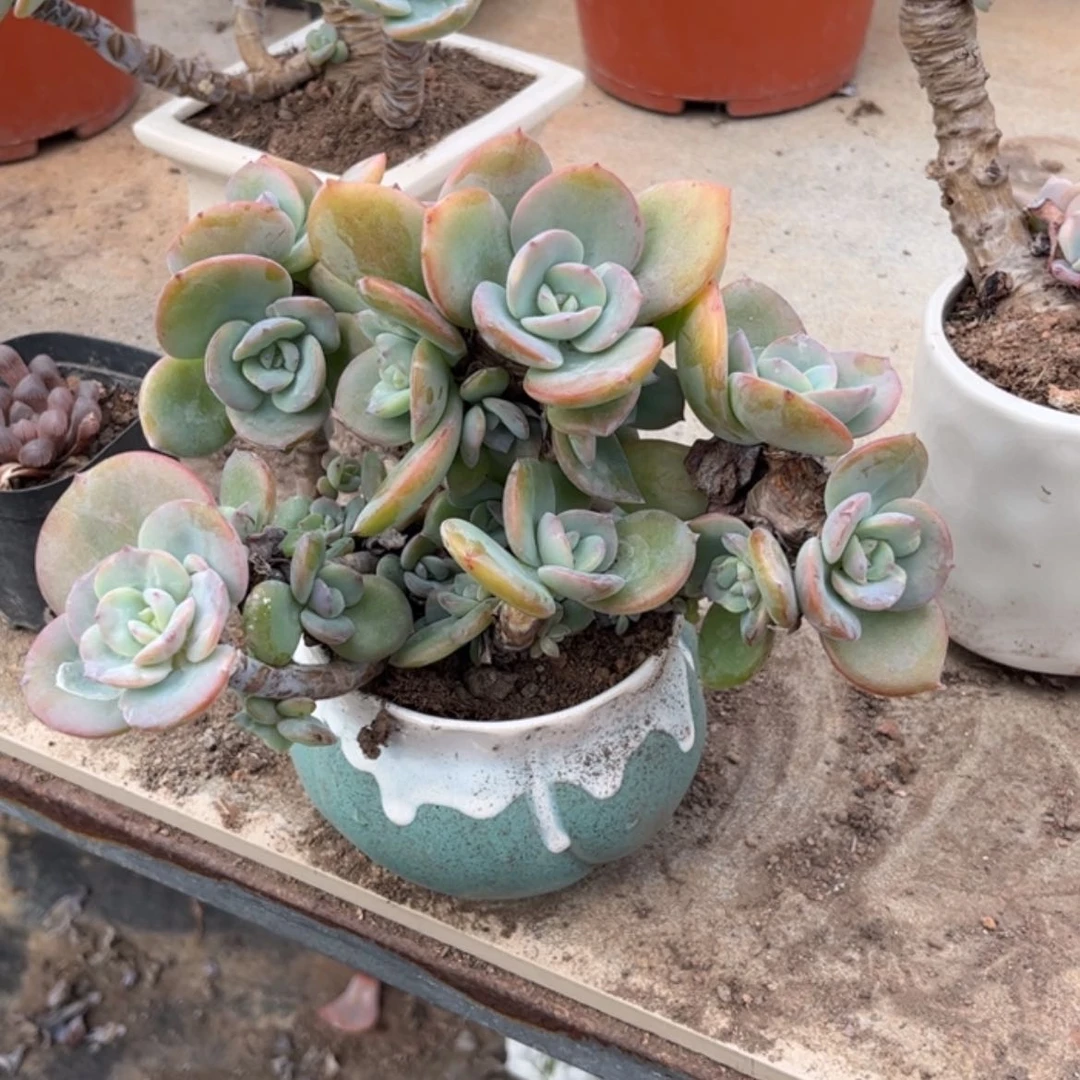 【闪购商品】无花朵