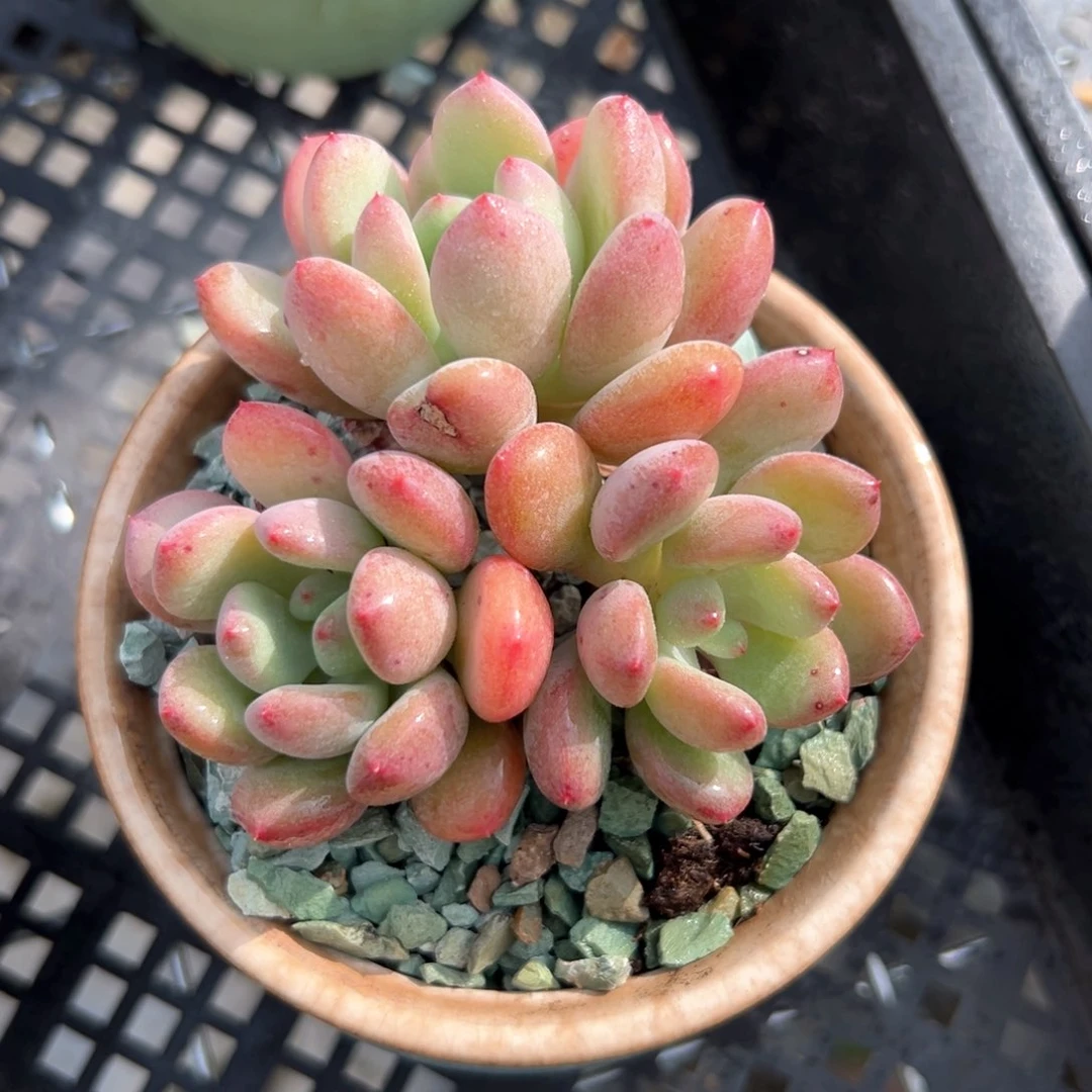 彩虹奶（满38包邮）多肉