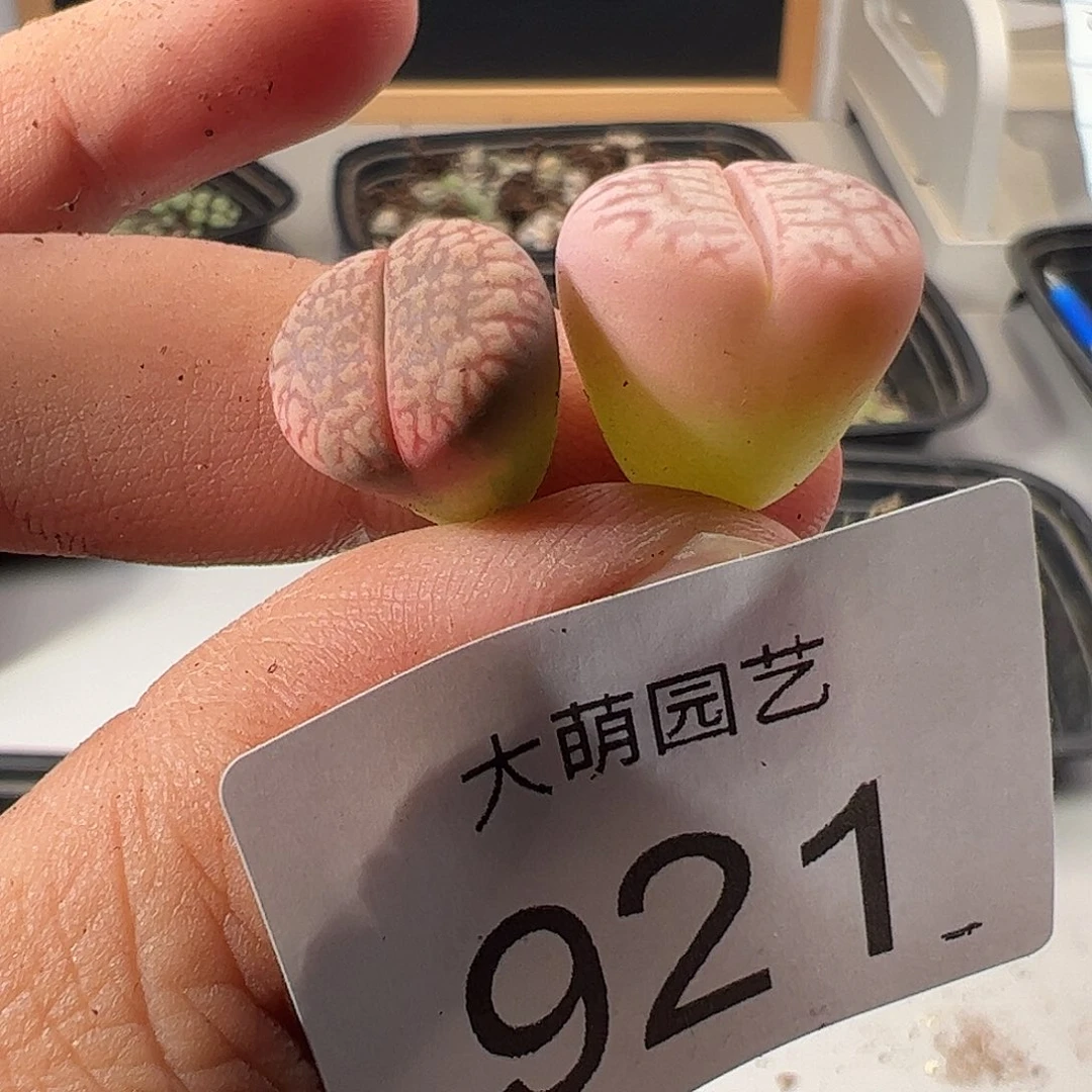 一物一拍。       921
