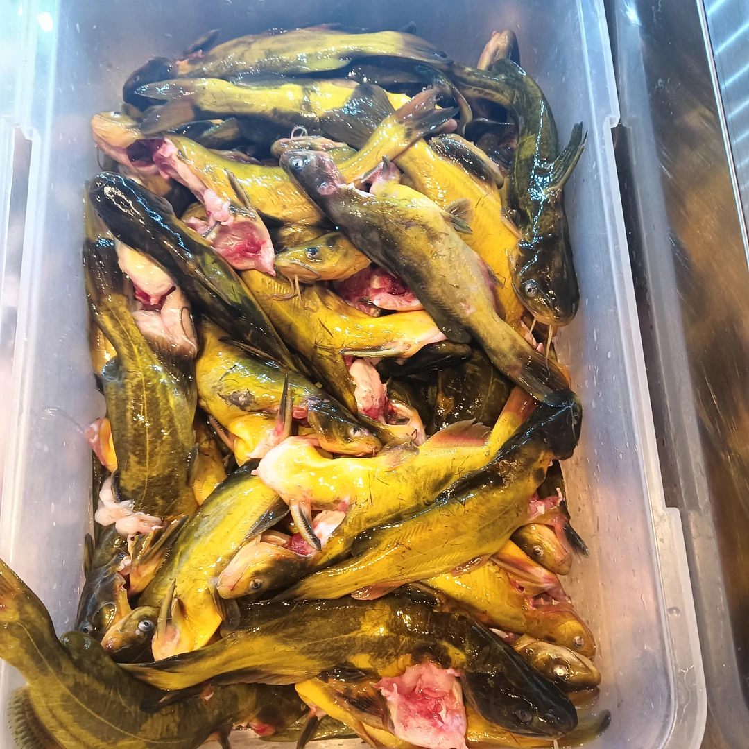 吉林镇赉哈尔淖有机嘎牙鱼