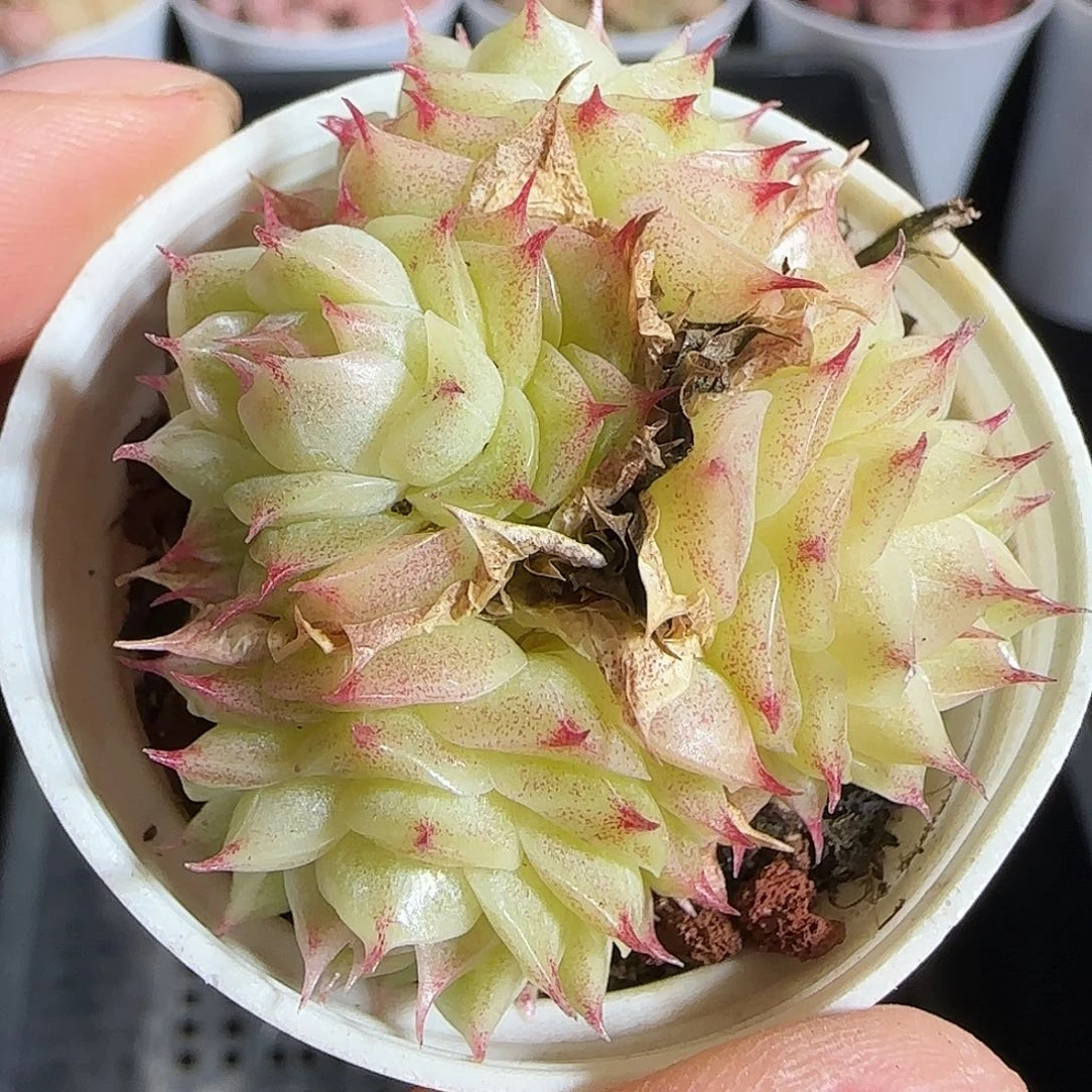 多肉1218-209麦秆