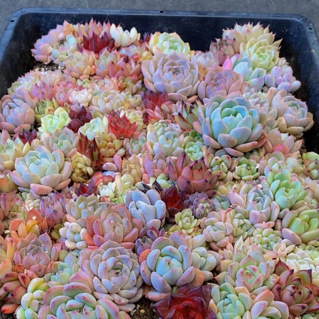 487多肉植物保护研究所所长的介绍