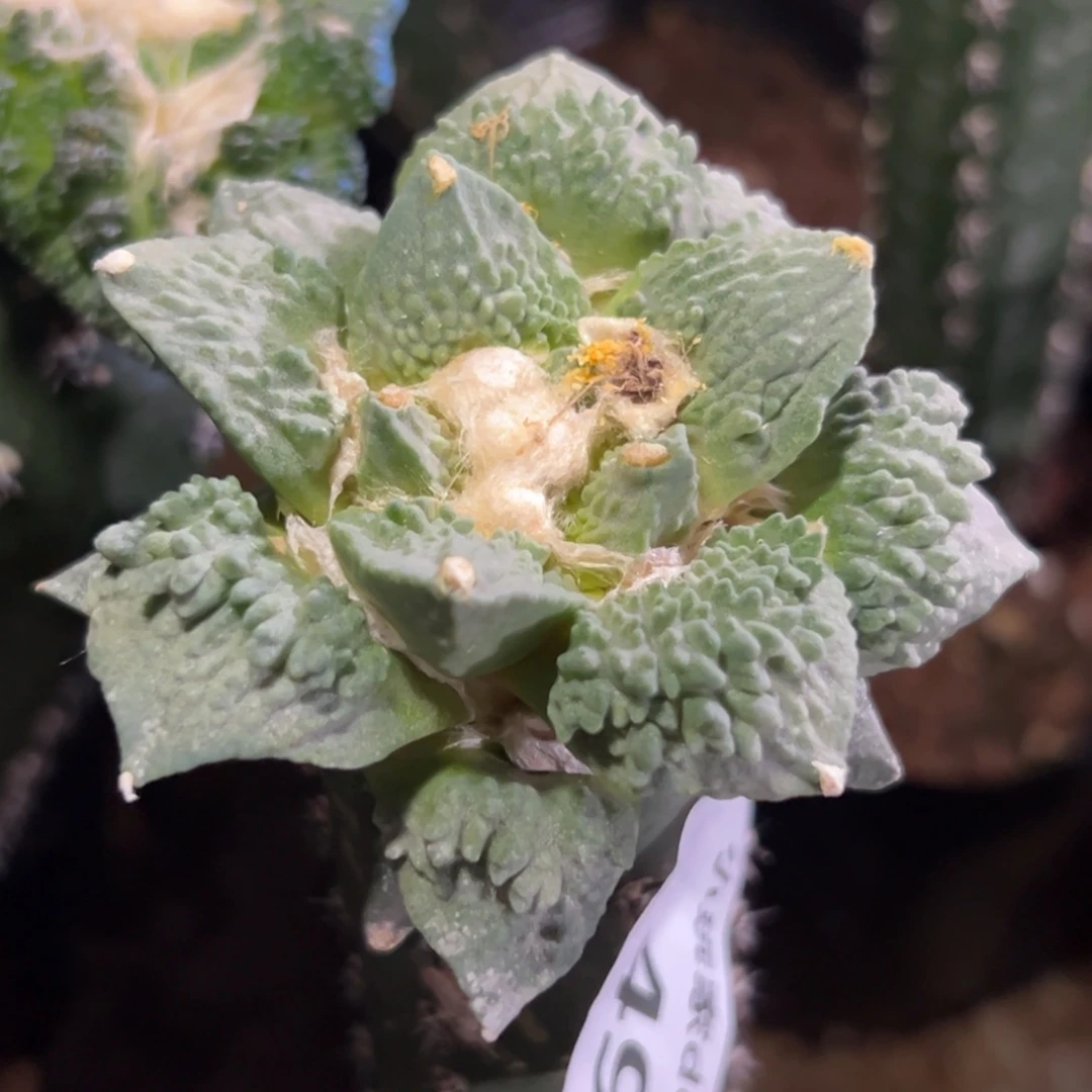 498 仙人球的比赛将