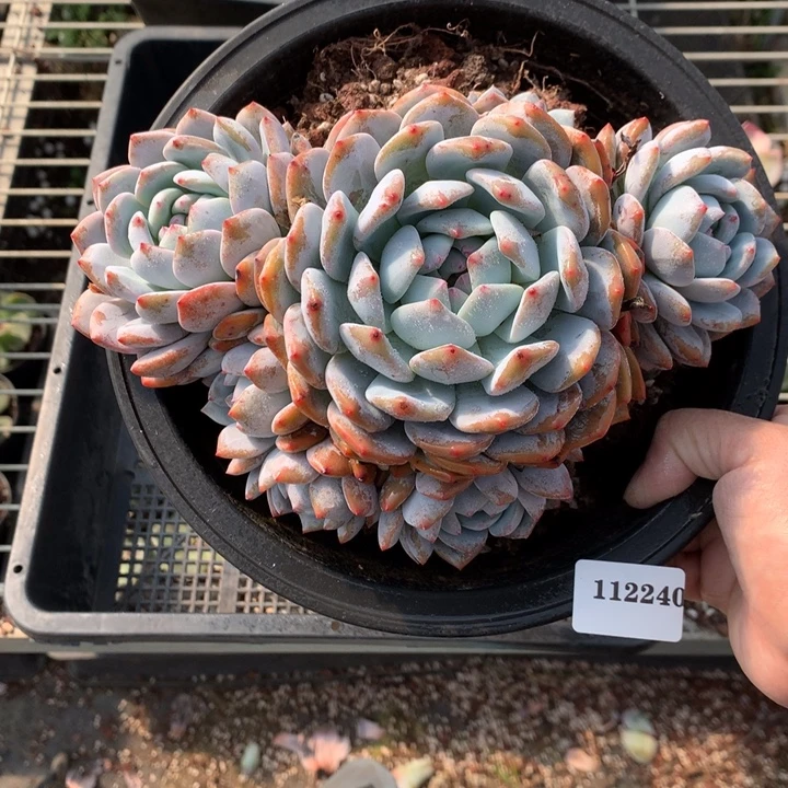 112240多头七头嗯嗯嗯知道