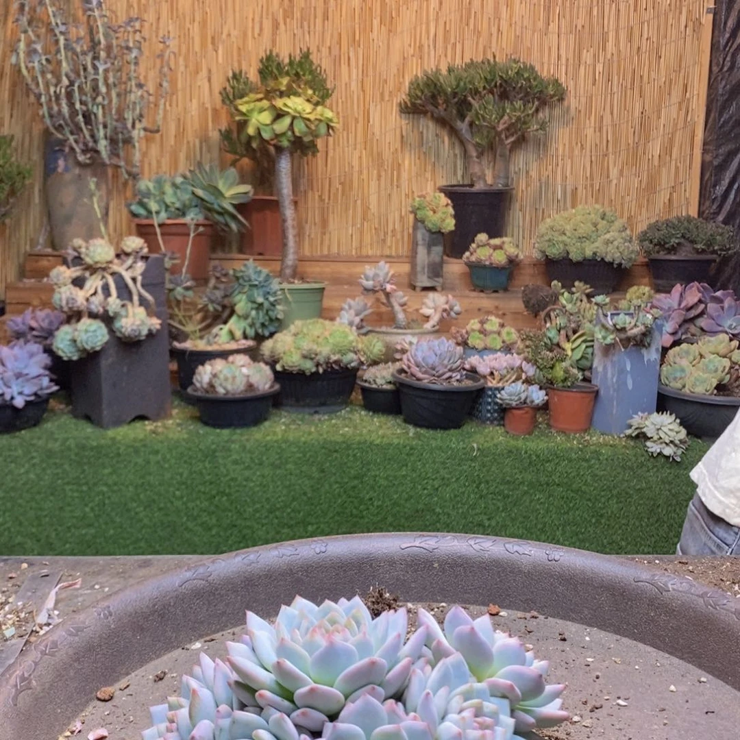 四***夕207 号星星橙多肉