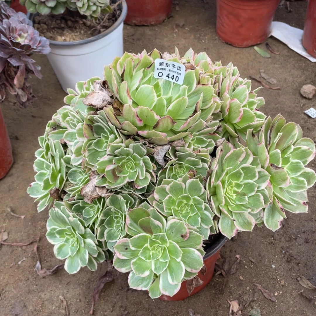 440粉海多肉法师断枝不包