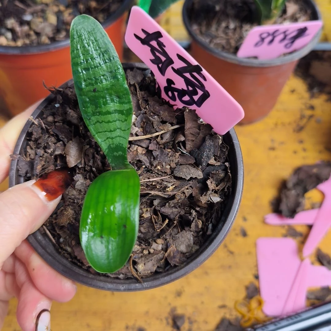 ****奇完全开放君子兰直播带货王