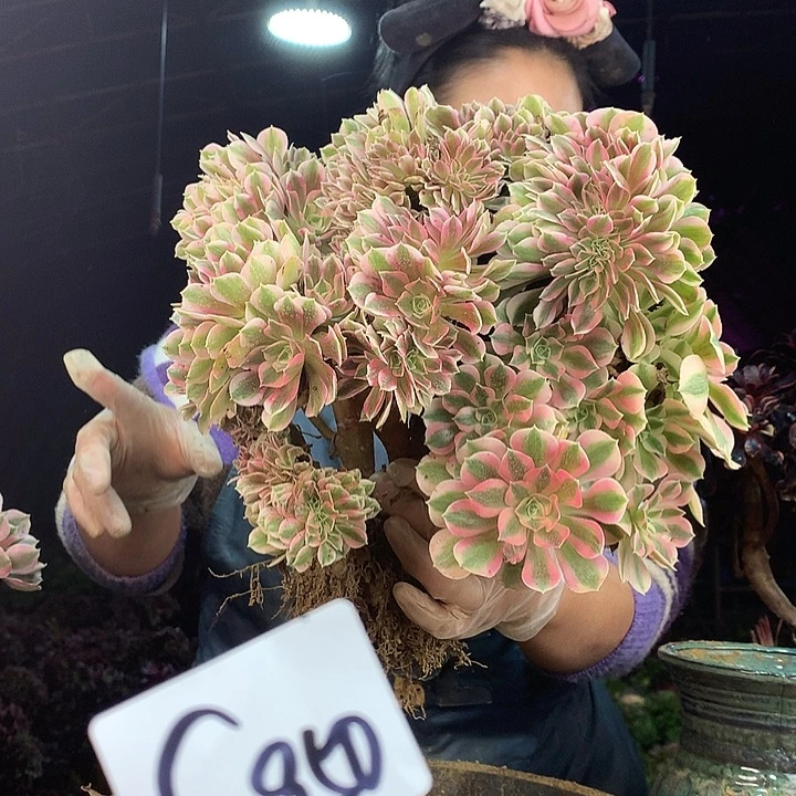 柒柒精品多肉脱土发货不包断侧枝S950