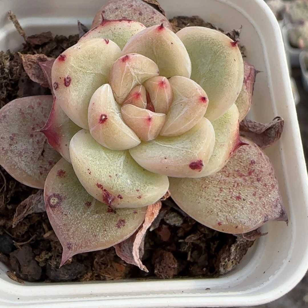 多肉小卡拉米糖心一物一拍