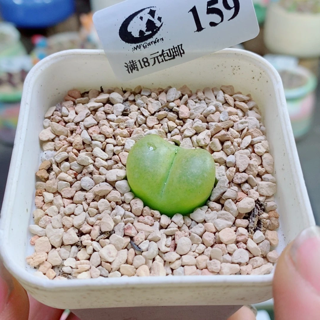 生石花花花花花花花花159