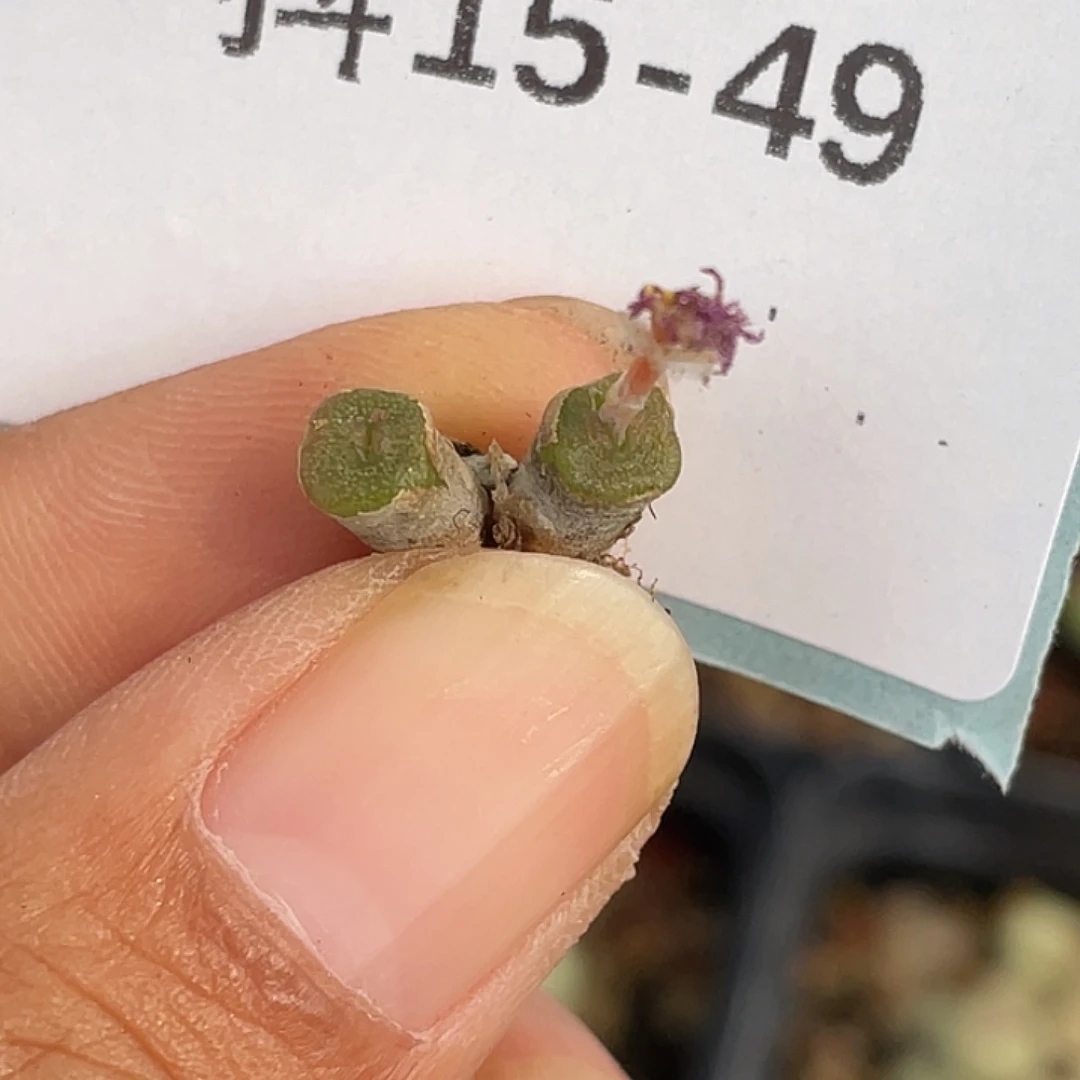 15-49方糖多肉植物