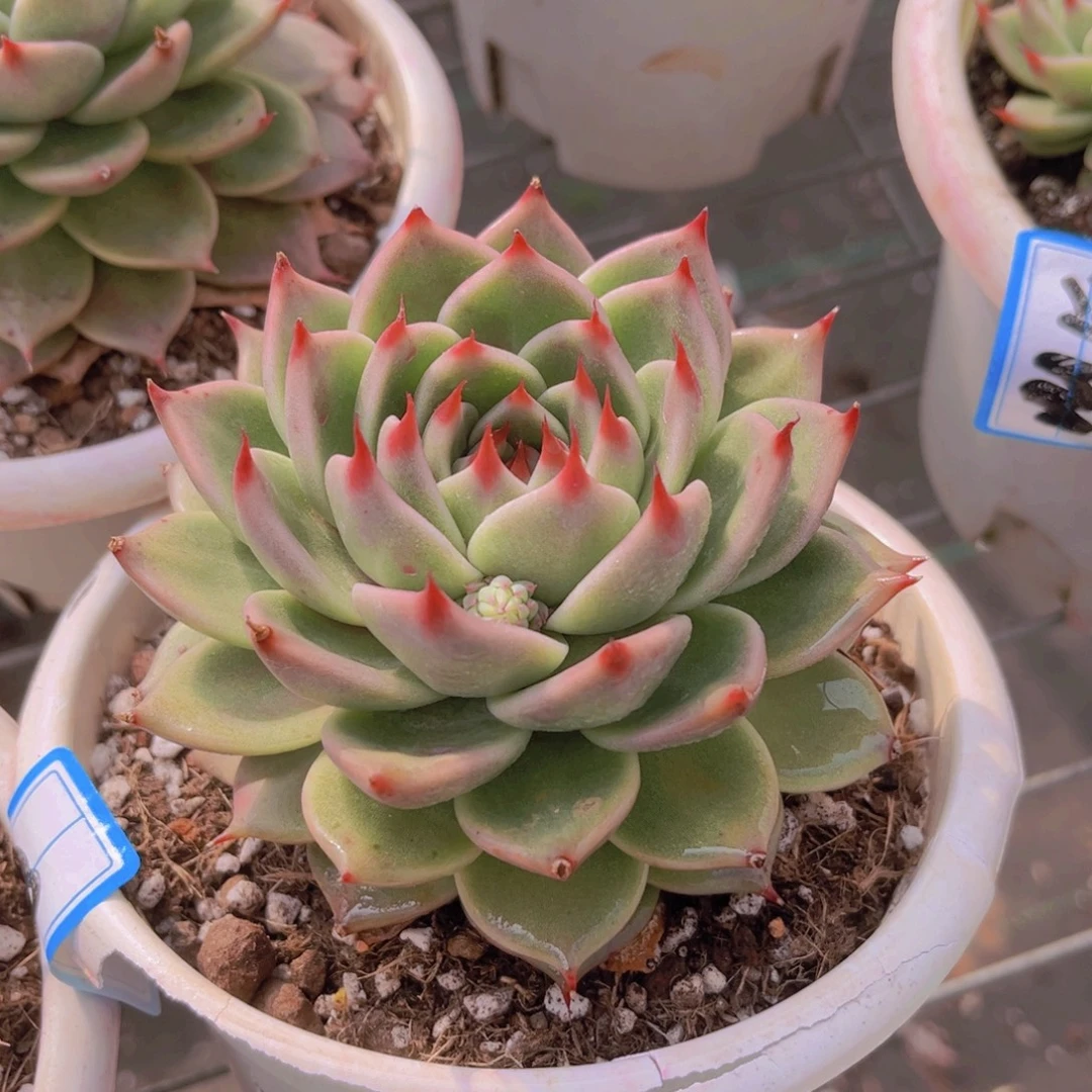 托斯卡10公分999999999