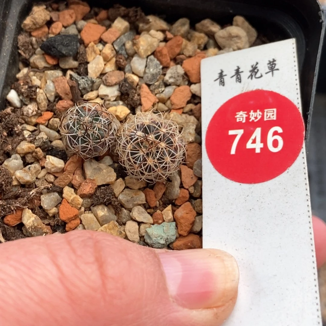 实生草刺娇丽两颗仙人球