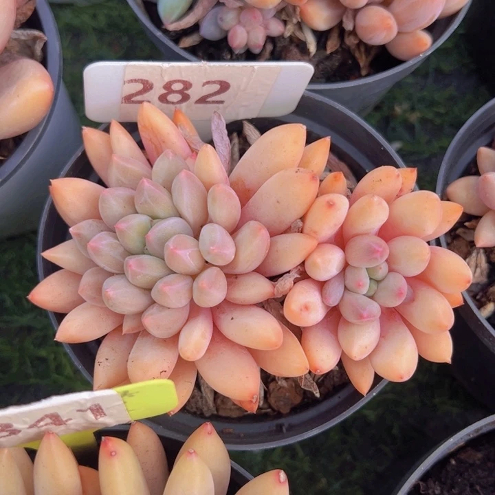 健健康康平平安安