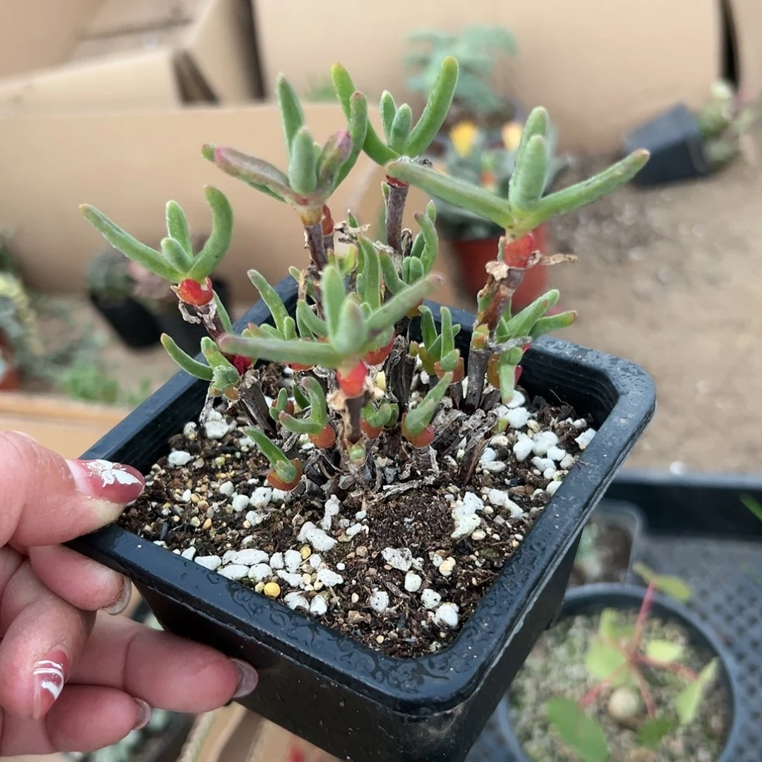 多肉植物短兔儿枝干