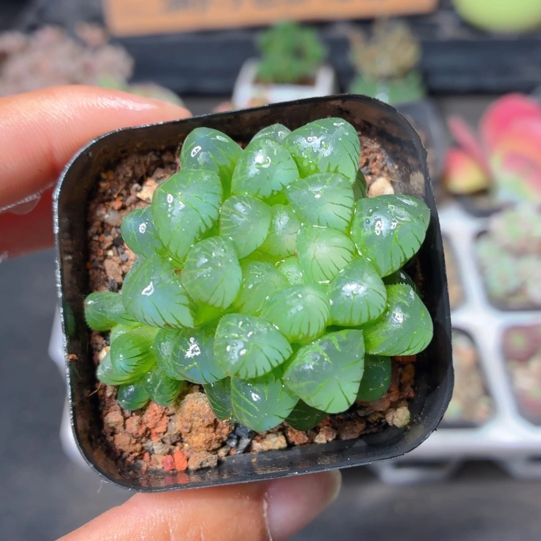 姬玉露多肉9.9包邮发货