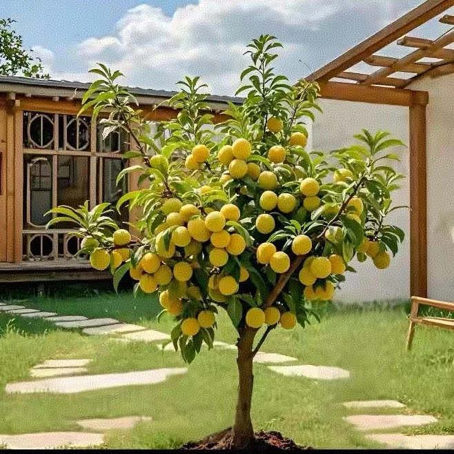 【蜂糖李】【三华李】【芒果李】【美人李】树苗南北方种植抗寒耐热盆地栽