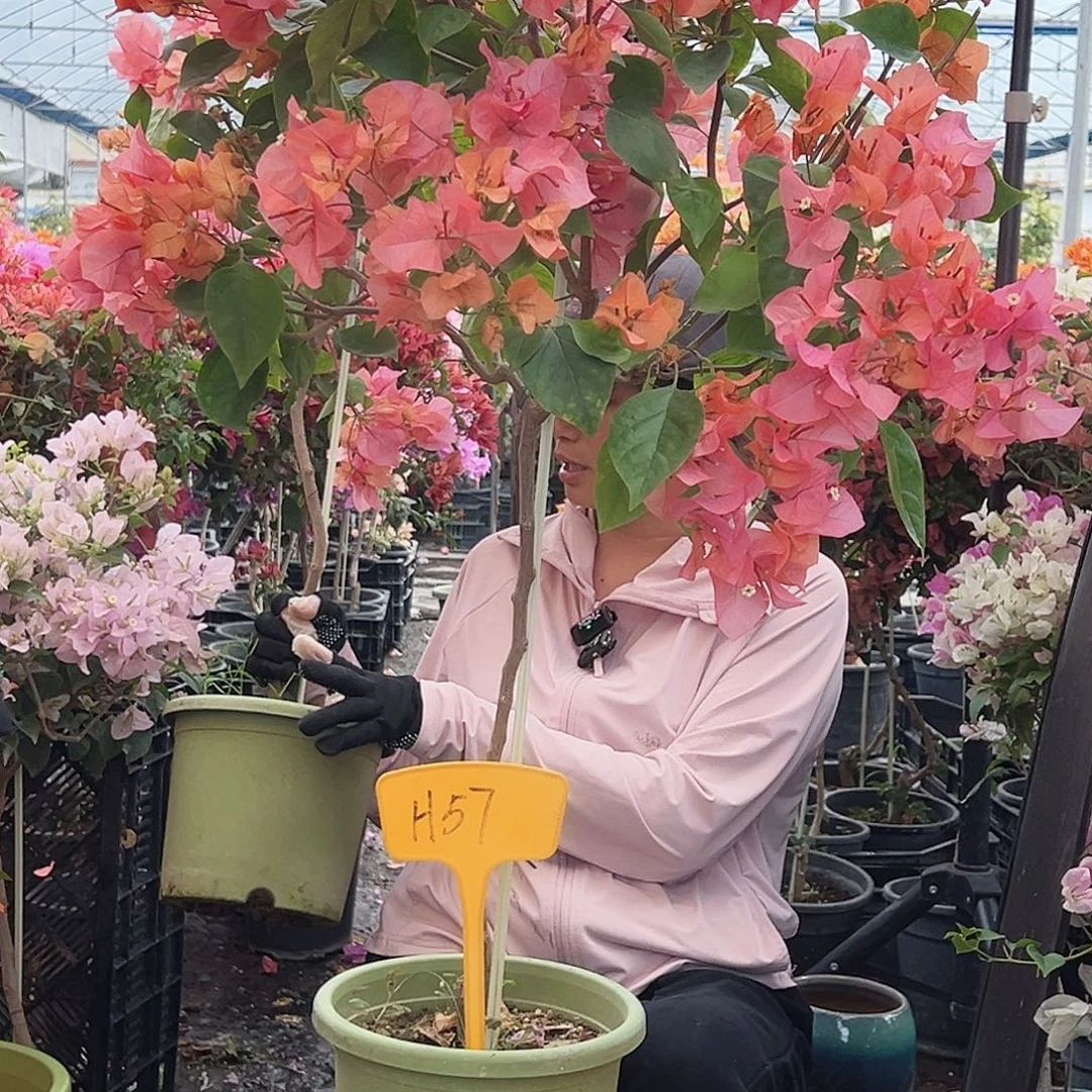 莲***勤大部分花苞少量开放H57波妹