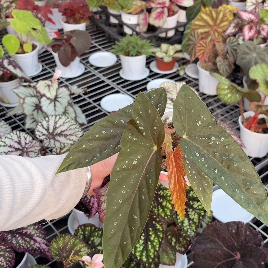 完全开放南武城秋海棠