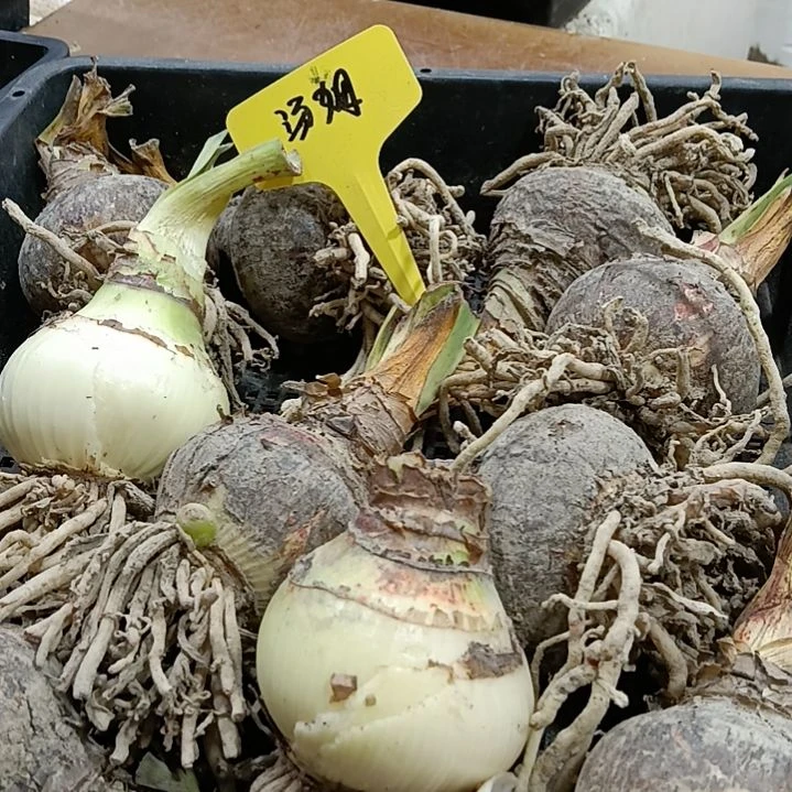 前***语无花朵汤姆5-6发10个