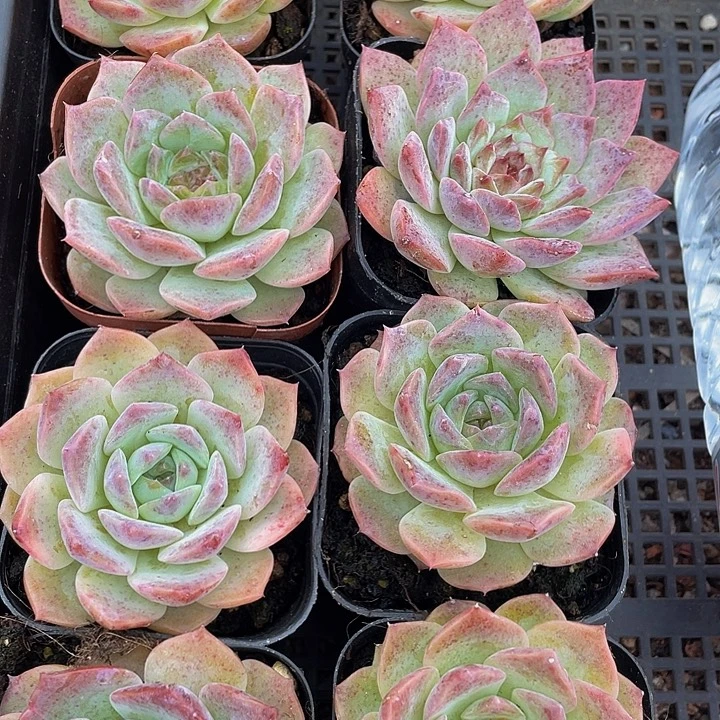 大纯爱2.8带盆土发货