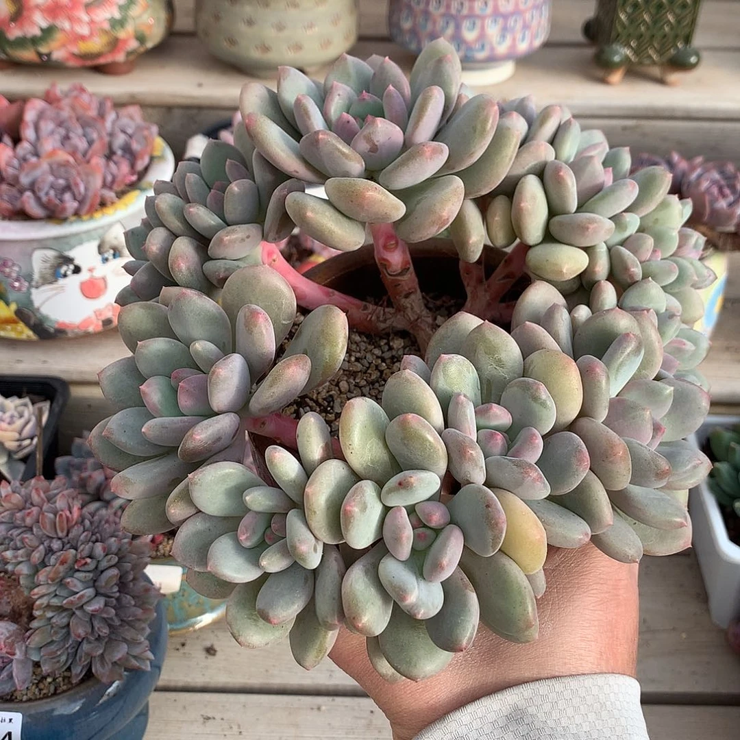 0098塞尔达朵朵一颗21厘米