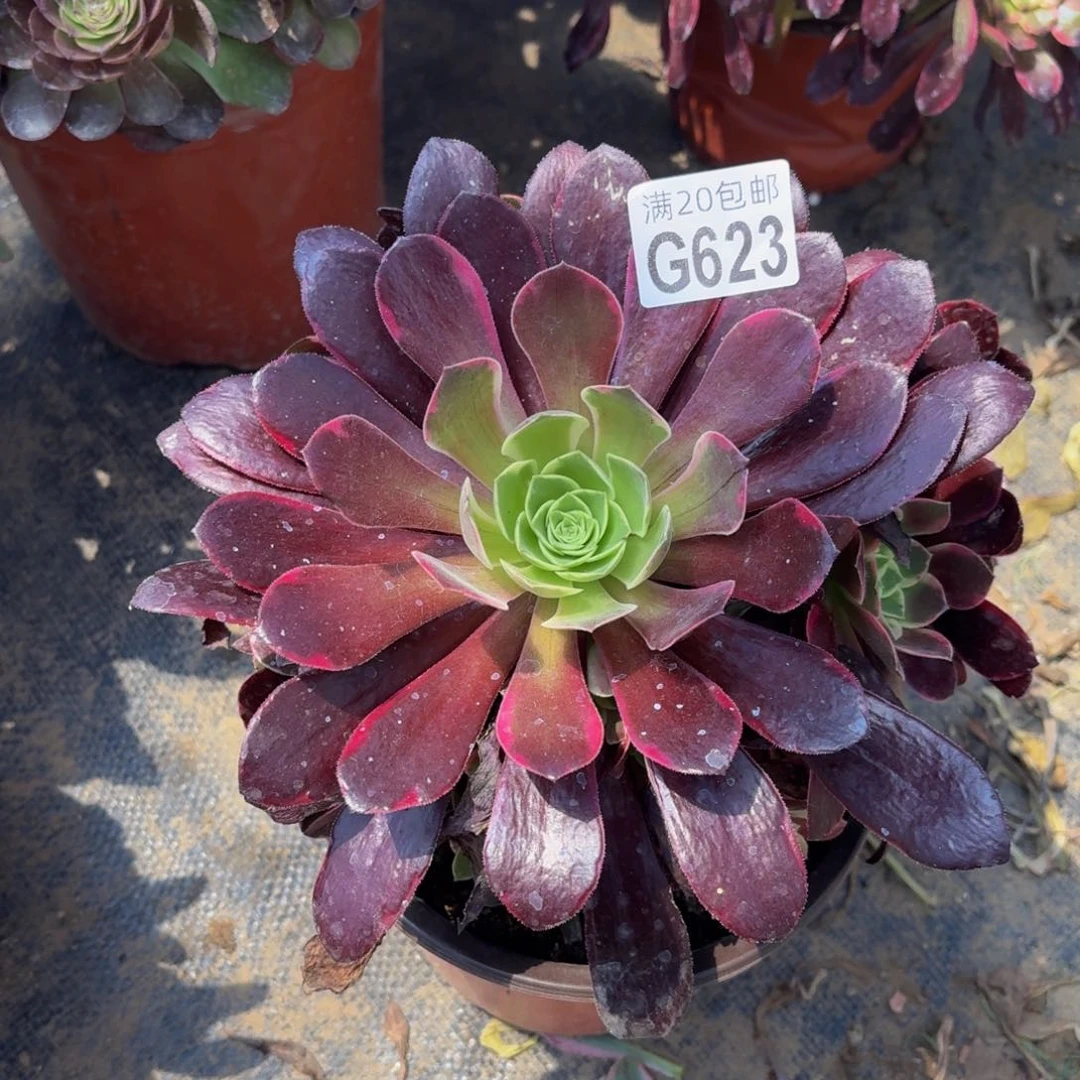 无花朵623多肉植物捧花的