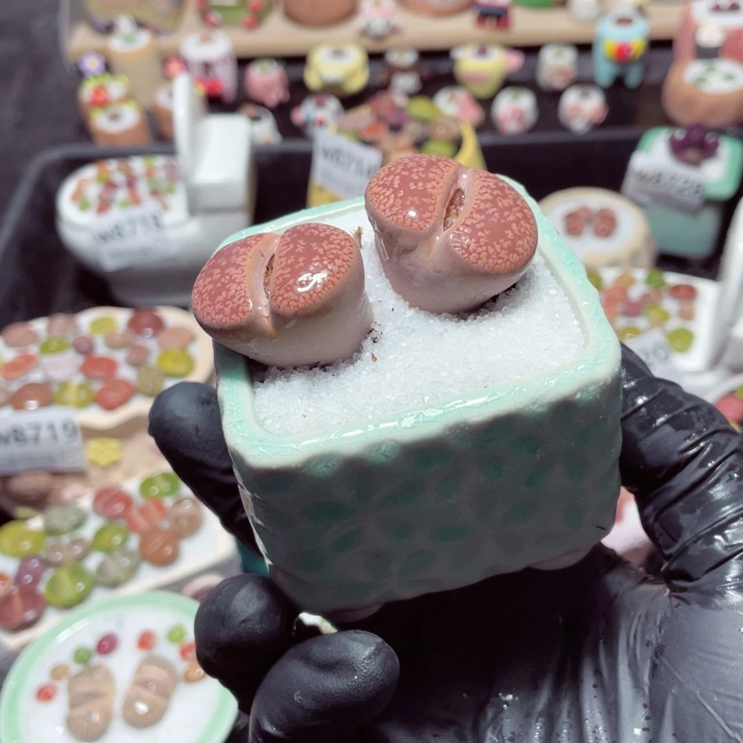 w8730--带盆土发货，零下地区拍保温箱