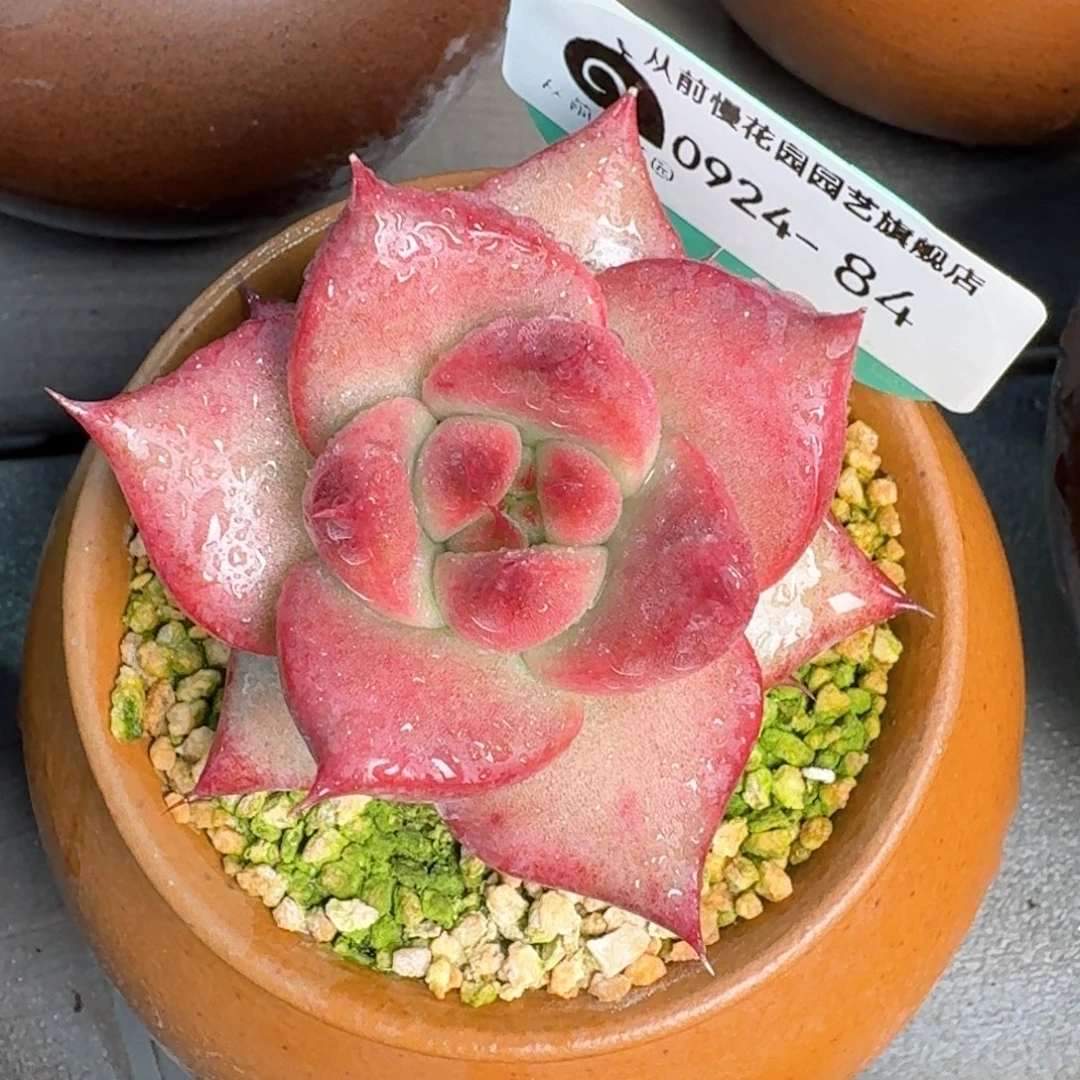 从前慢多肉精选编号0924.84