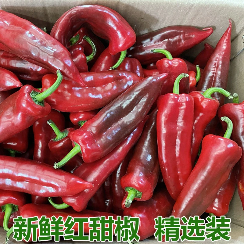 新鲜红辣椒大红辣椒红尖椒菜现当季辣椒鲜红甜椒摘菜包邮农家椒